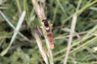Sphaerophoria scripta