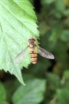 Episyrphus balteatus