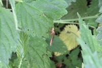 Leptogaster cylindrica