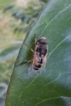 Eristalis arbustorum