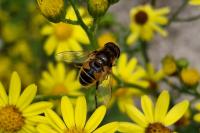 Eristalis nemorum