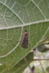 Sylvicola