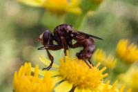Sicus ferrugineus