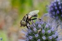 Eristalinus aeneus