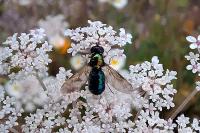 Chloromyia formosa