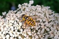 Myathropa florea