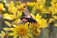 Eriothrix rufomaculata