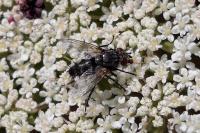 Voria ruralis