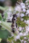 Syritta pipiens