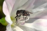 Stomorhina lunata