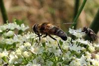 Eristalis pertinax