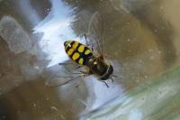 Eupeodes corollae