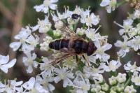 Eristalis pertinax