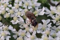 Melanostoma mellinum