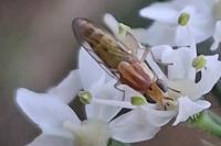 Meromyza