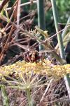 Milesia crabroniformis