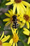 Eupeodes corollae