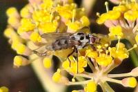 Anthomyia procellaris