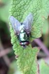 Neomyia cornicina