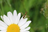 Sphaerophoria scripta