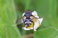 Carcelia