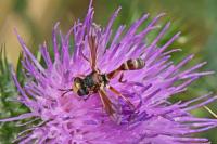 Physocephala vittata