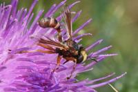Physocephala vittata
