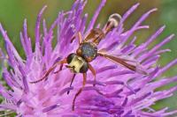 Physocephala vittata