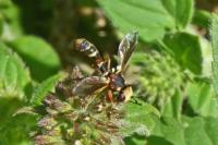 Physocephala