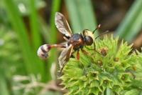 Physocephala