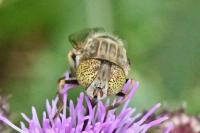 Eristalinus aeneus