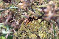 Milesia crabroniformis