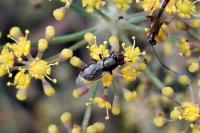 Physiphora alceae