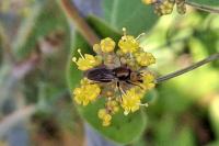 Riponnensia splendens