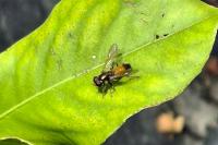 Xylota segnis