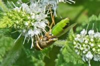 Oplodontha viridula