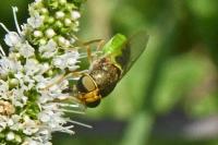 Oplodontha viridula
