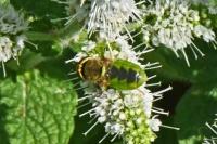 Oplodontha viridula