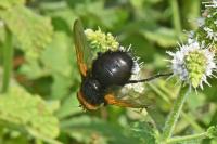 Tachina grossa