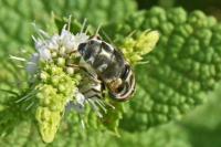 Eristalinus aeneus
