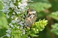 Eristalinus aeneus