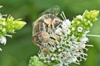 Eristalinus aeneus