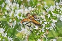 Trichopoda pictipennis