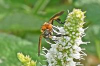 Trichopoda pictipennis