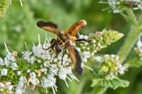 Trichopoda pictipennis