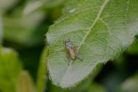 Pegomya bicolor