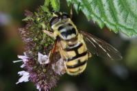 Myathropa florea