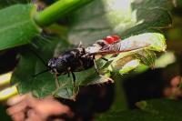 Hermetia illucens