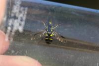 Xanthogramma pedissequum