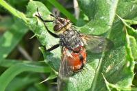 Peleteria rubescens